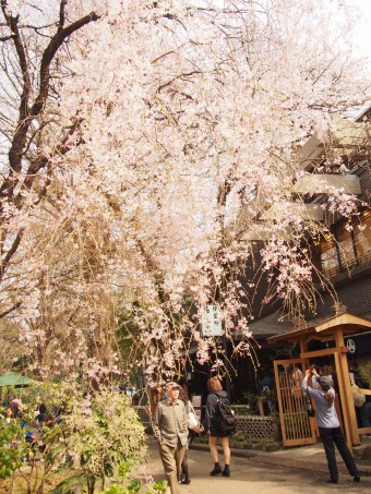 Sakura