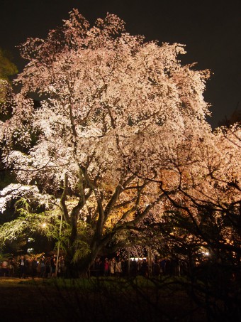 Sakura in Rikugien