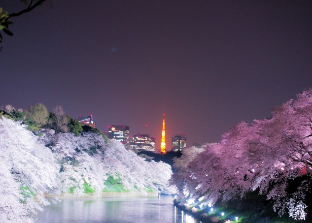 Sakura with Tokyo tower near Imperial Court