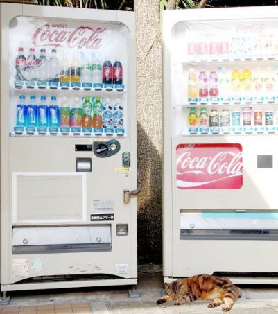 Vending machine with cat