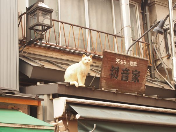 Cat on the roof of the shop