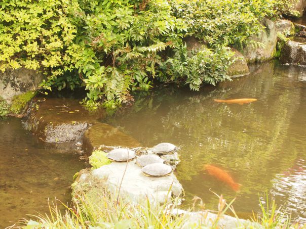 Pond in Nezu Shrine