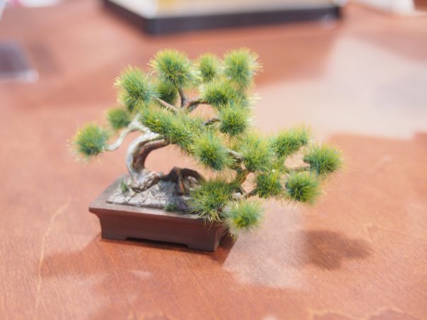 Bonsai Plastic Model