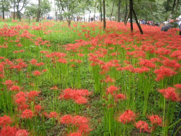 Red Spider Lily