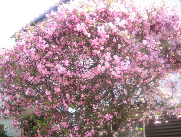 Flowering Crabapple Tree