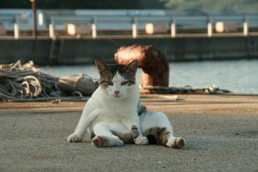 Cat of Tashirojima