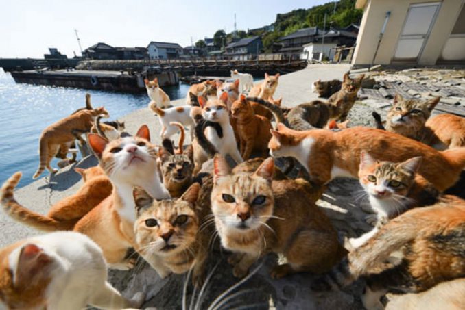 Cat island Aoshima and Tashirojima | Hiro8 Japanese Sugoi Culture Blog