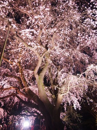 Cherry Blossom in Rikugien