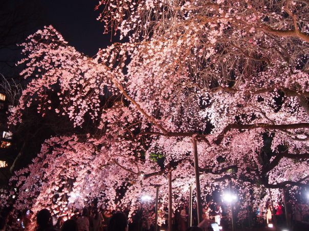 Cherry Blossom in Rikugien