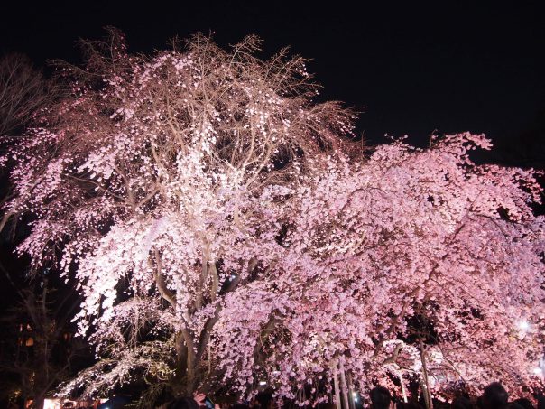 Cherry Blossom in Rikugien