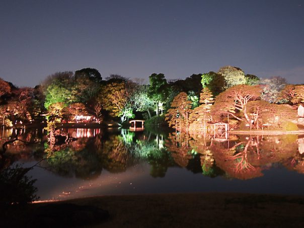 Japanese Garden in Cherry Blossom in Rikugien