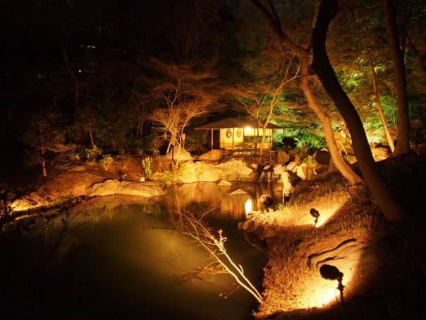 Japanese Garden in Cherry Blossom in Rikugien