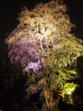 Weeping Cherry Tree in Rikugien