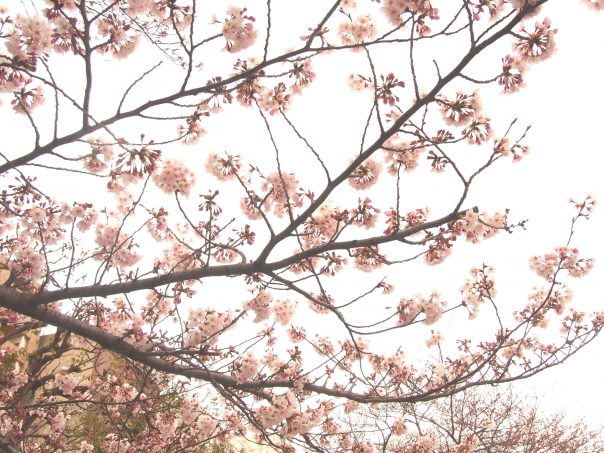 Cherry Blossom of Asakusa and Sumida River