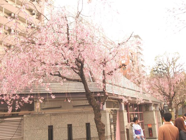 Weeping Cherry Tree of Asakusa and Sumida River