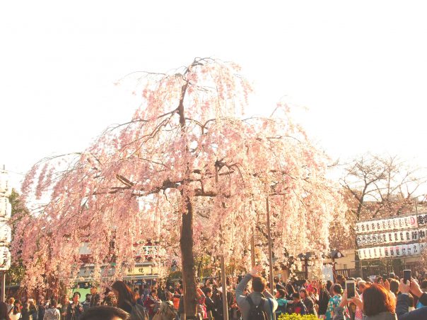 Cherry Blossom in Senso-ji Temple