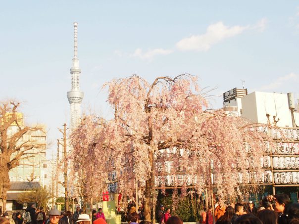 Cherry Blossom with Sky Tree in the background