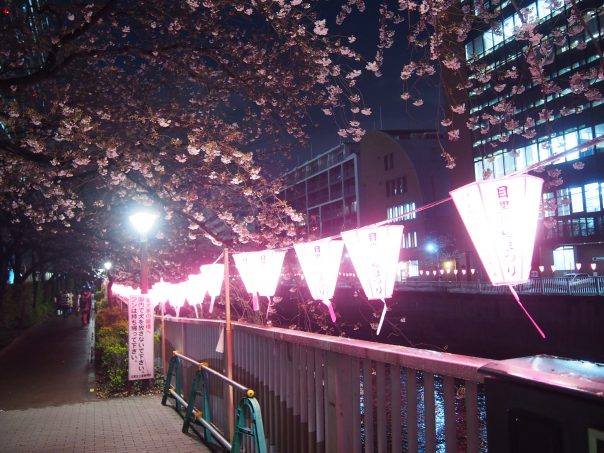 Cherry Blossoms along the Meguro River