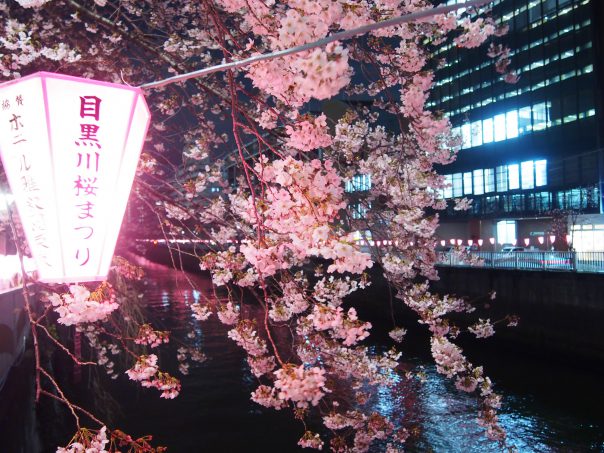 Cherry Blossoms along the Meguro River