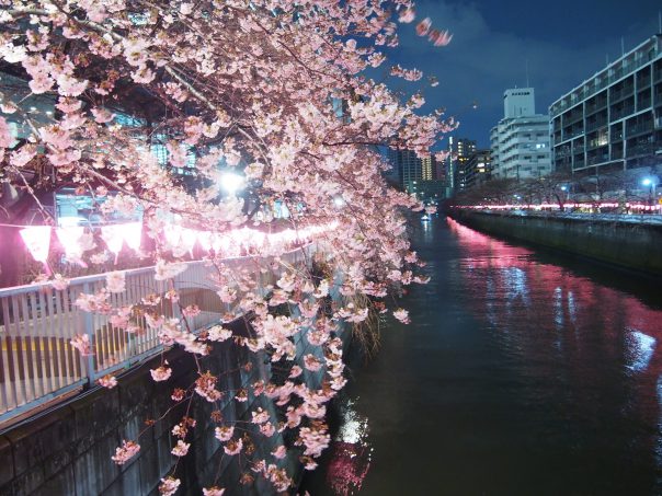 Cherry Blossoms along the Meguro River