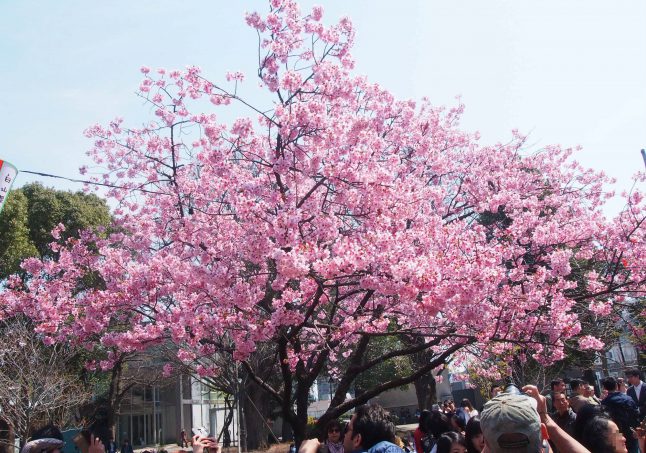 Cherry Blossom in Ueno Park