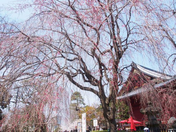 Weeping Cherry Tree