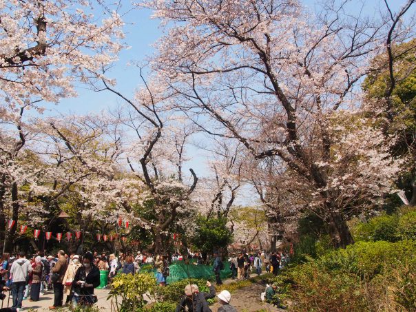 Cherry Blossom in Ueno PArk
