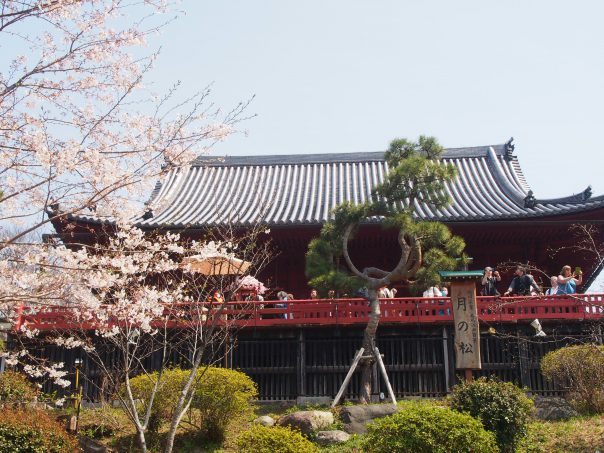 Temple with Cherry Blossom