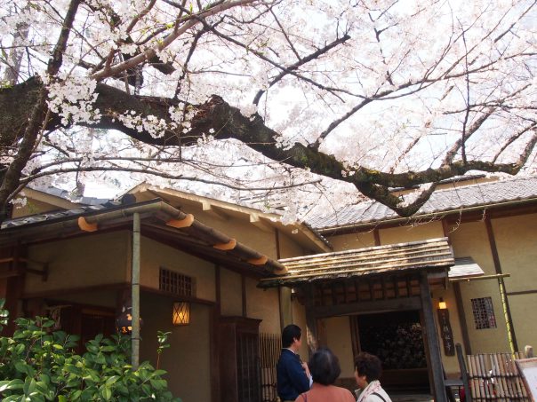 Restaurant with Cherry Blossom