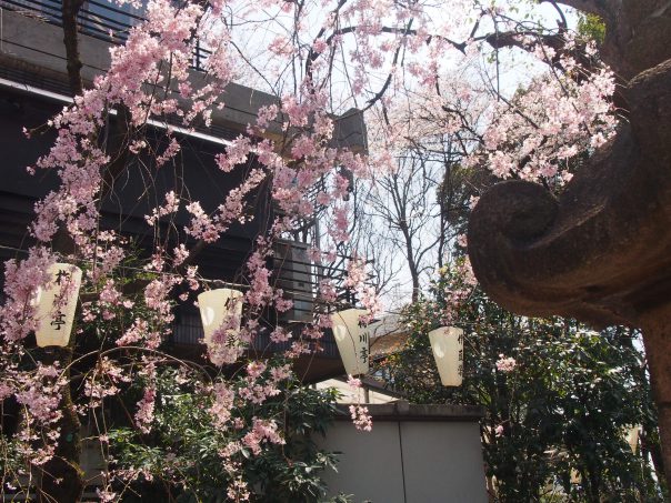 Weeping Sakura Tree in front of Restaurant