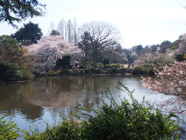 Cherry Blossom with a Pond