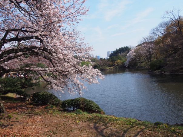 Cherry Blossom with a Pond