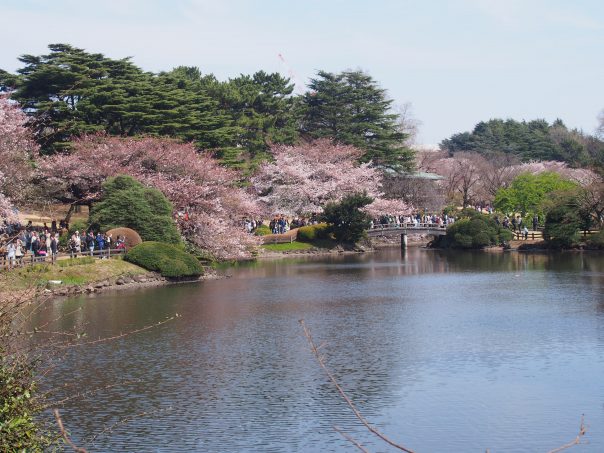 Cherry Blossom with a Pond