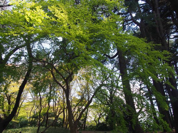 Green in Shinjuku Gyoen