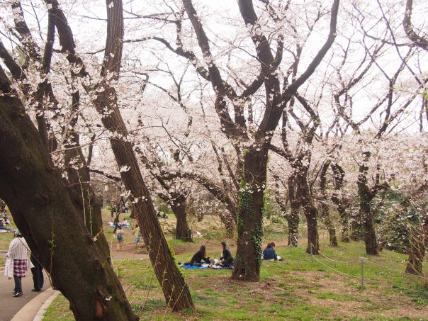 Cherry Blossom in Yoyogi Park