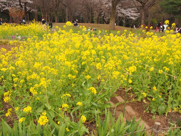 Canola flower