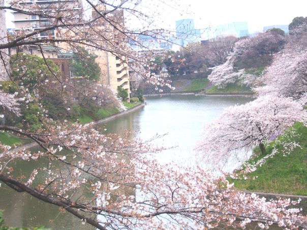Cherry Blosssom in Chidorigafuchi