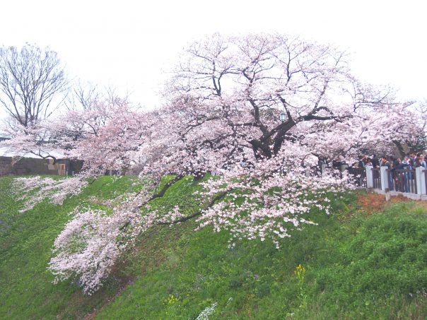 Cherry Blosssom in Chidorigafuchi