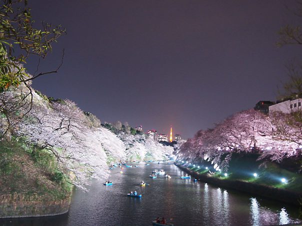 cherry blossoms at both sides of the river with Tokyo Tower in the background