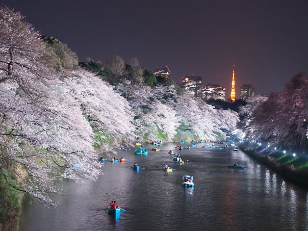 cherry blossoms at both sides of the river with Tokyo Tower in the background
