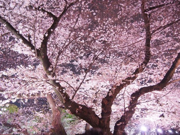 Cherry Blossom in Chidorigafuchi