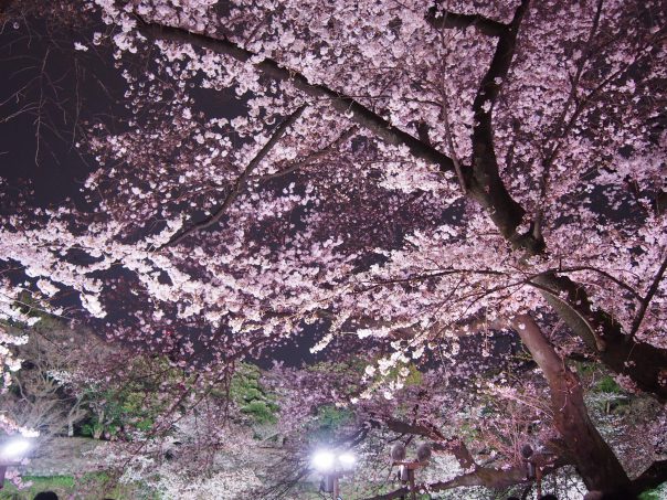 Cherry Blossom (Image for Beautiful 10 Japanese Anime commercials in YouTube)