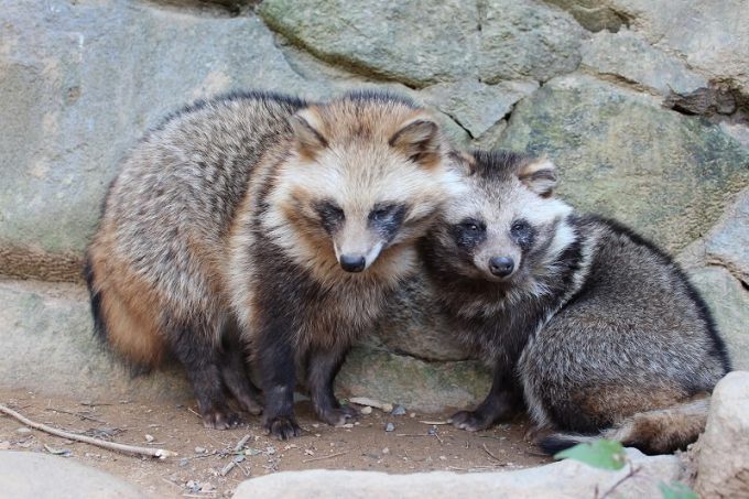 Couple of Tanuki