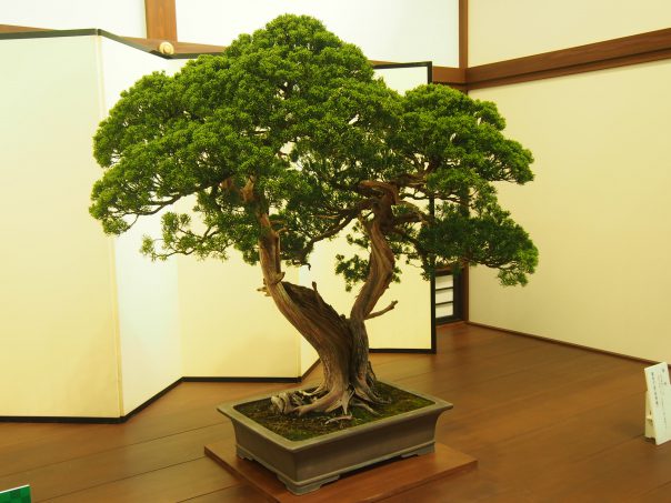 Bonsai of the Imperial Palace