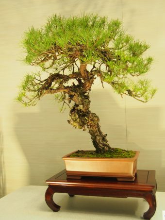 Akamatsu or Japanese Red Pine