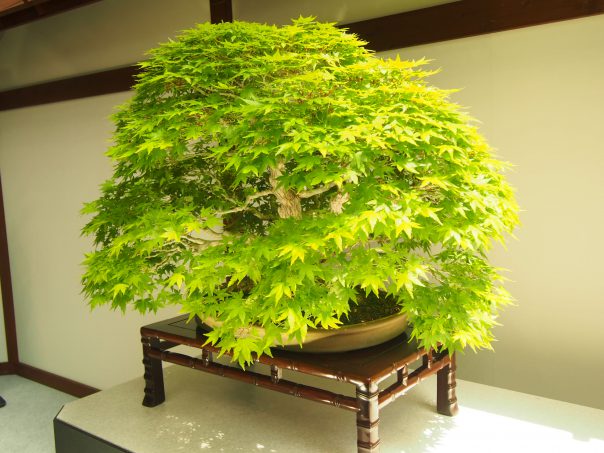 Japanese Maple