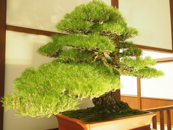 Japanese Black Pine