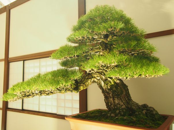 Japanese Black Pine