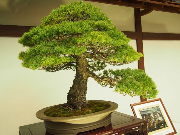 Five Needle Pine