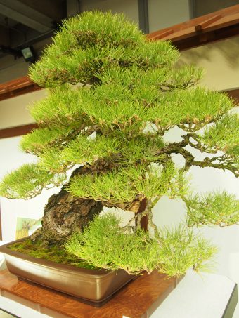 Japanese Black Pine